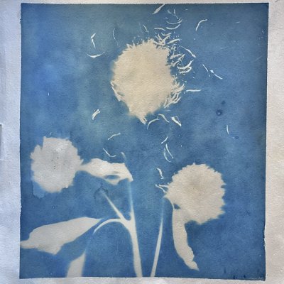 Cyanotype 9