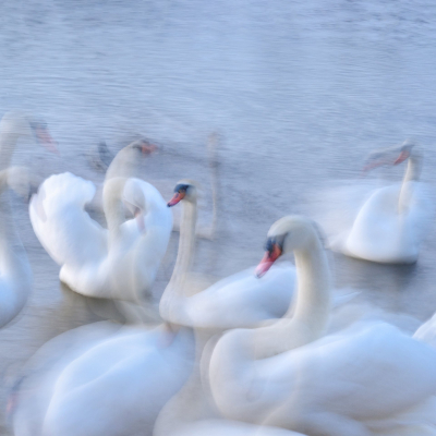 From the series, “Look, a white swan swans floats over flowing waters.” In pearl