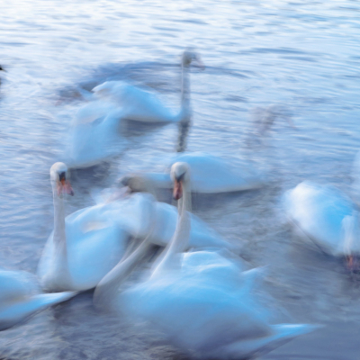 From the series, “Look, a white swan swans floats on top of flowing waters.” In azure blue.