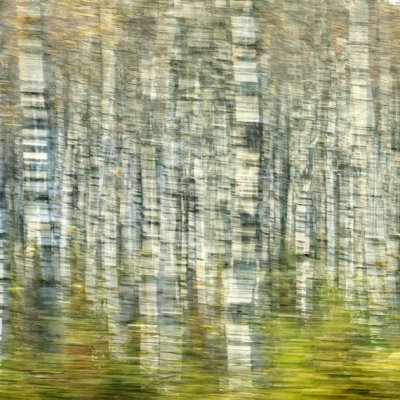 Birches, movement