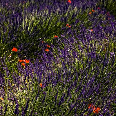 Flowers in Provence