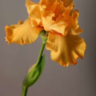 Orange iris