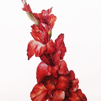 Red gladioli