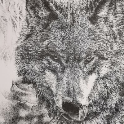 “Wolf” from the Unity of Belarusian Nature series