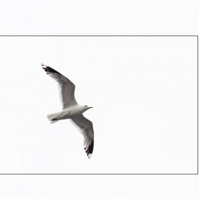 A seagull named...