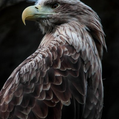 Majestic white-tailed eagle
