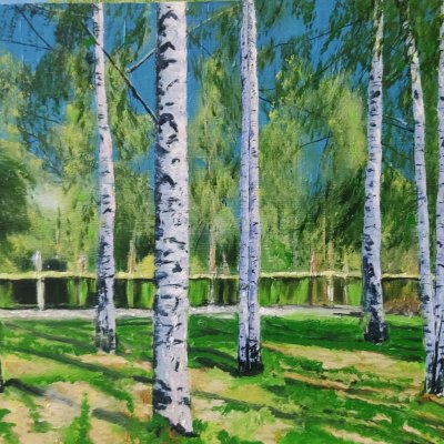 Birch trees