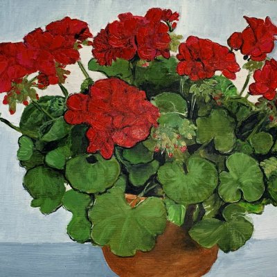Potted geraniums