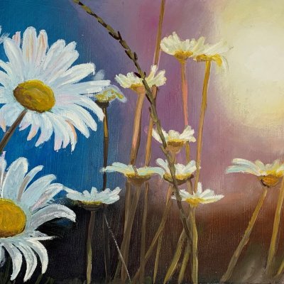 Daisies in the sun