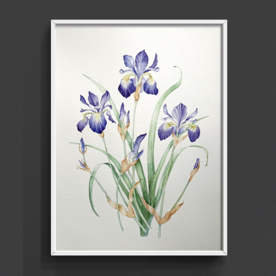 Iris.Botanica
