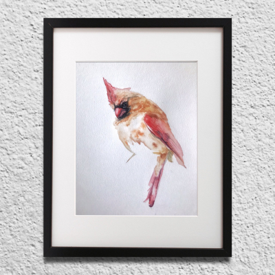 Bird Red Cardinal (Cardinalis cardinalis). Episode